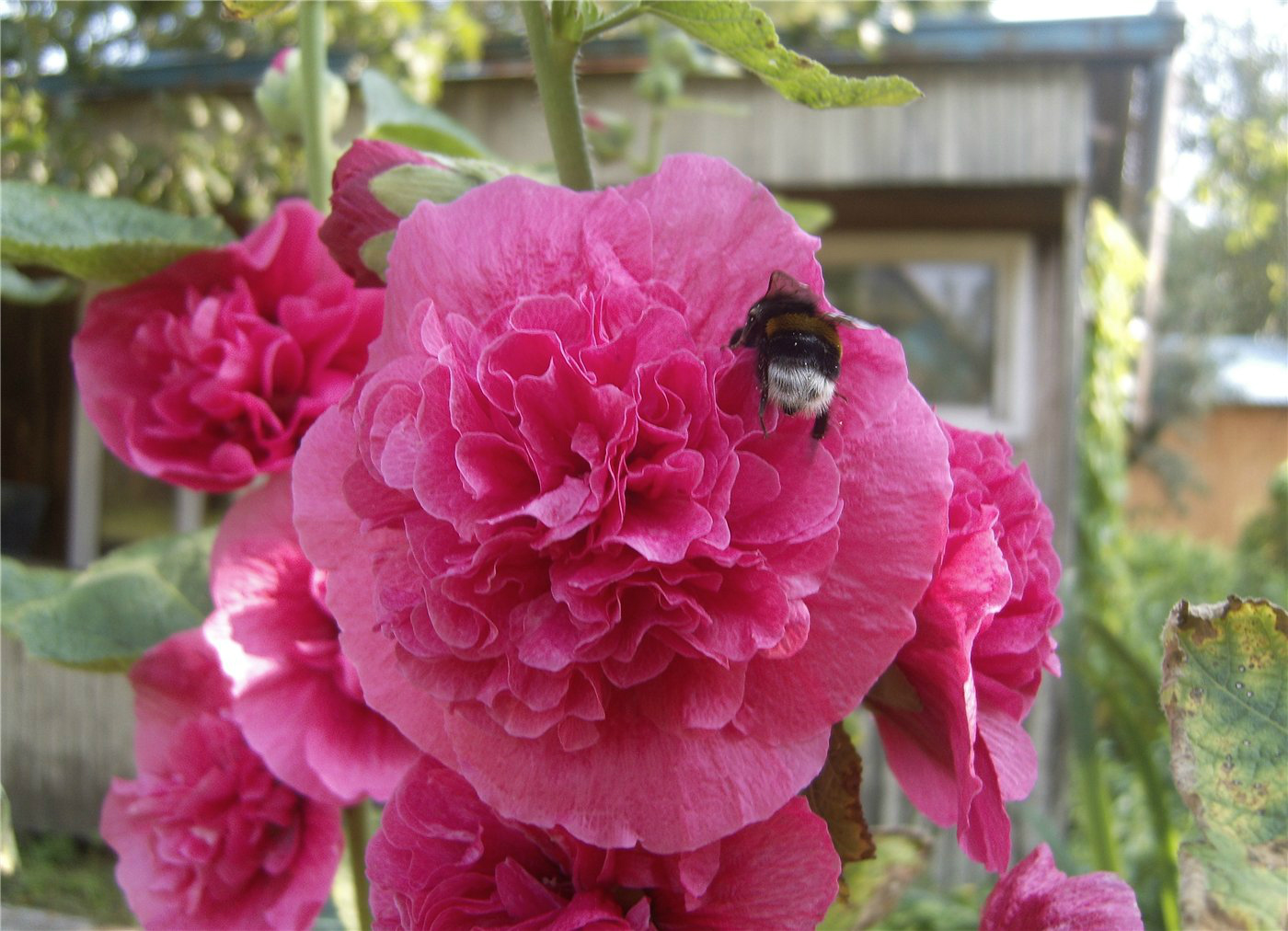 Image of Alcea rosea specimen.