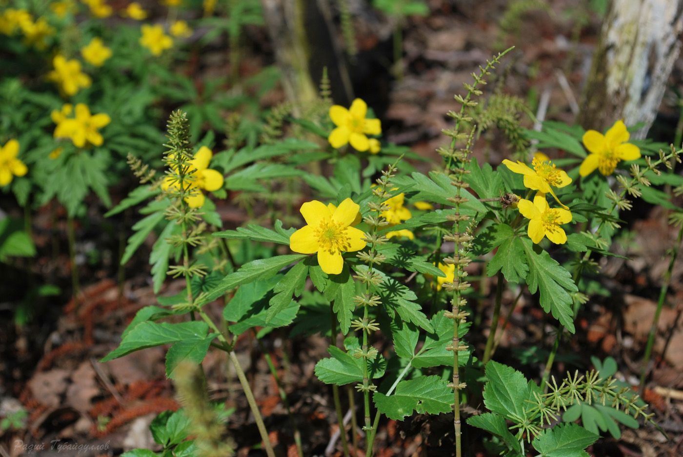 Image of Anemone ranunculoides specimen.