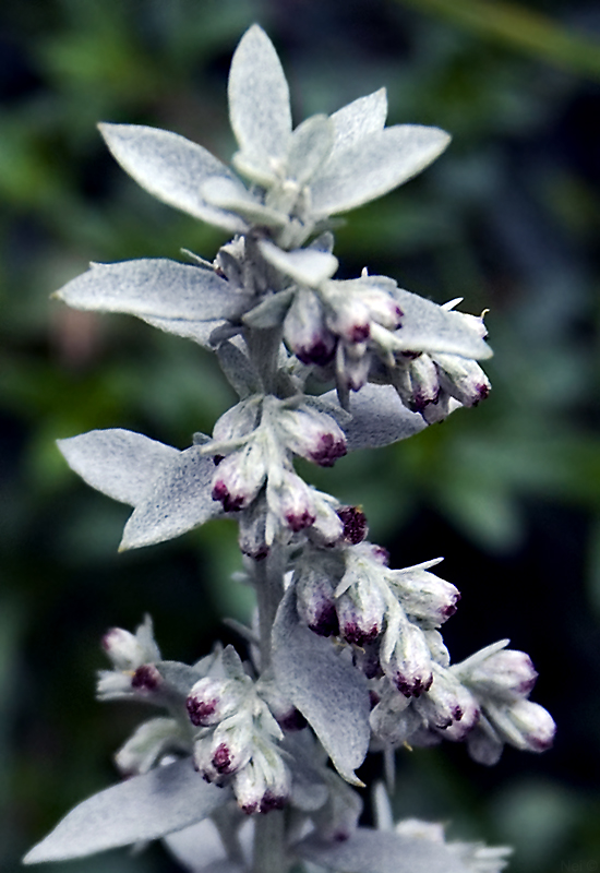 Image of Artemisia ludoviciana specimen.