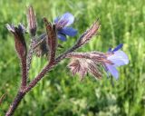 Anchusa azurea. Часть соцветия. Крым, Карадагский заповедник, пожарная тропа, поляна в дубовом редколесье. 14 мая 2015 г.