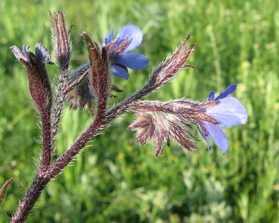 Изображение особи Anchusa azurea.
