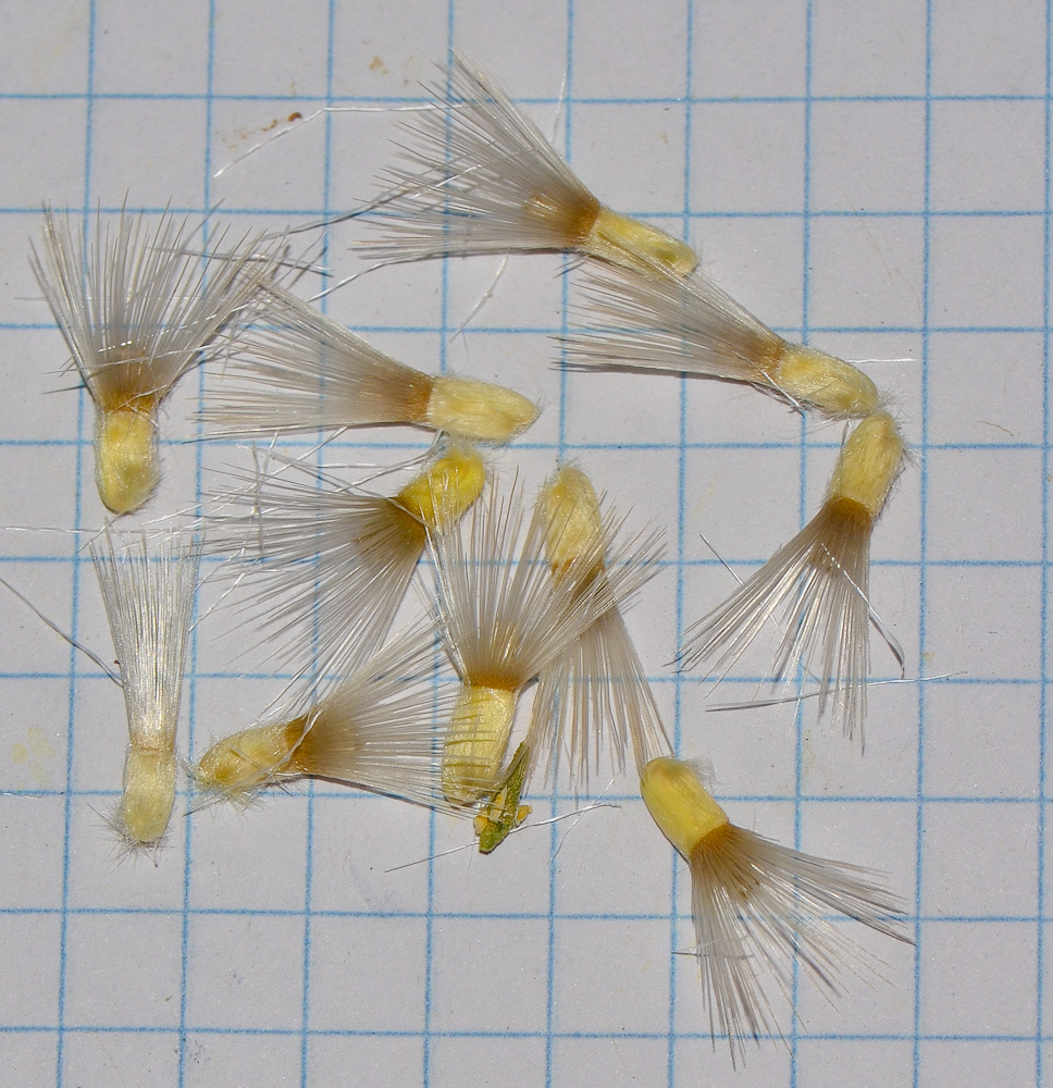Image of Centaurea eryngioides specimen.