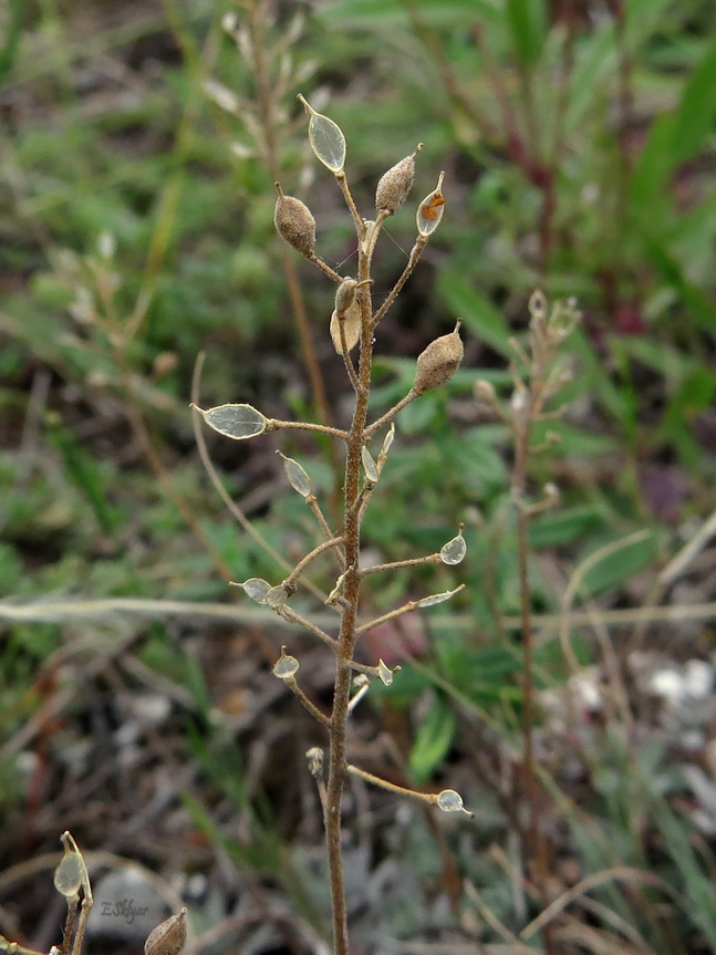 Изображение особи Schivereckia podolica.