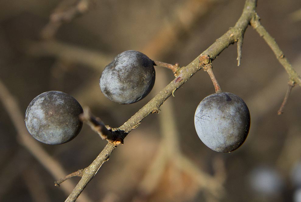 Image of Prunus stepposa specimen.