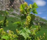 Ribes alpinum. Веточка с соцветиями. Адыгея, Кавказский биосферный заповедник, хр. Каменное Море, юго-восточный склон горы Нагой-Кош, субальпийский луг среди камней, выс. ≈ 1860 м н.у.м. 13.06.2016.