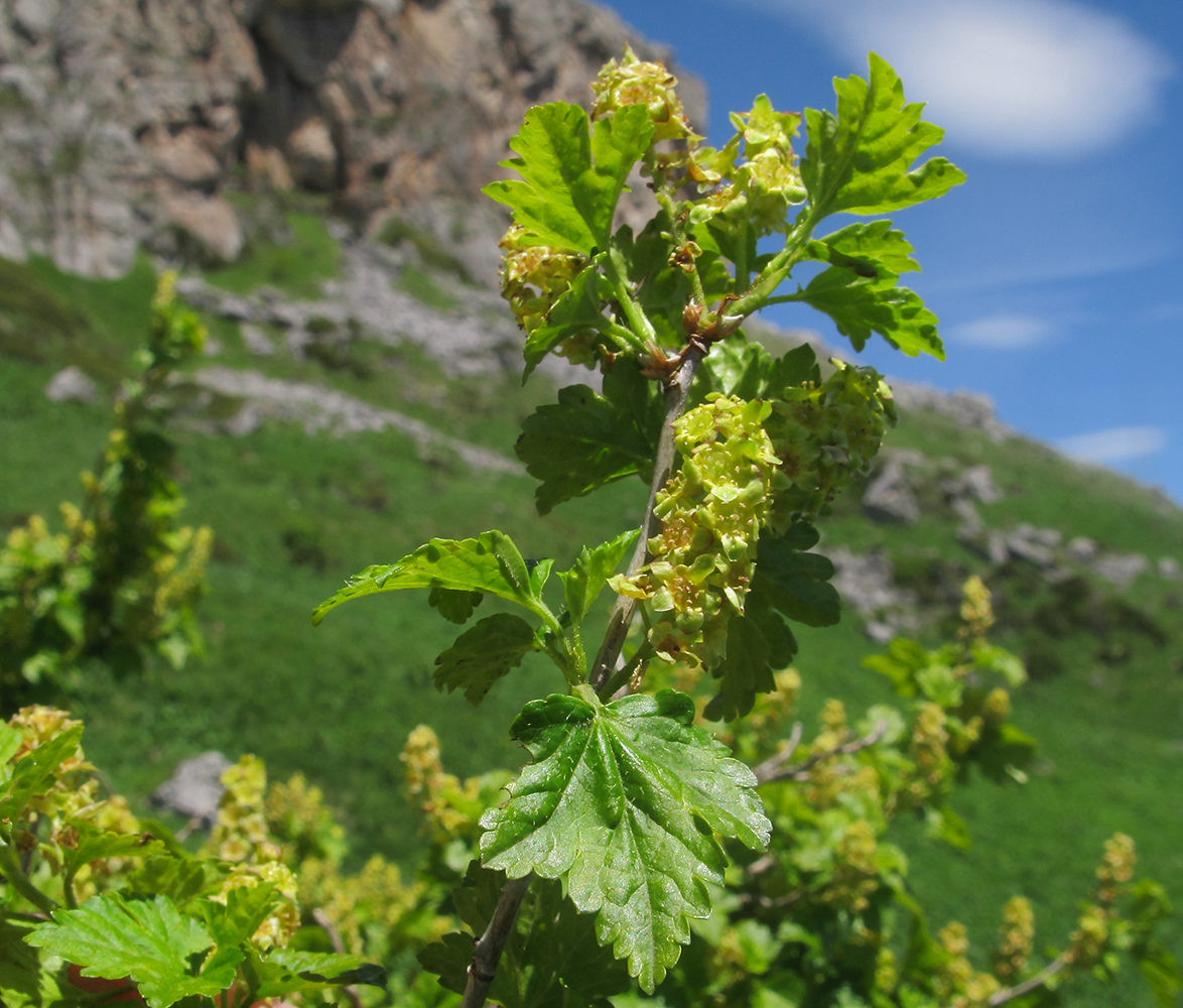 Изображение особи Ribes alpinum.