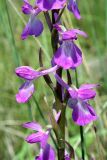 Anacamptis laxiflora подвид elegans. Часть соцветия. Украина, Херсонская обл., Голопристанский р-н, о-в Тендровская Коса, северо-западная часть. 27 мая 2007 г.