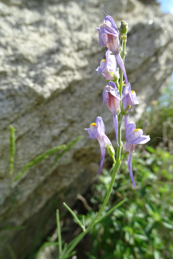 Изображение особи Linaria bungei.