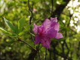 Rhododendron mucronulatum. Цветки. Приморье, окр. г. Находка, бухта Отрада, на скалах. 21.05.2016.