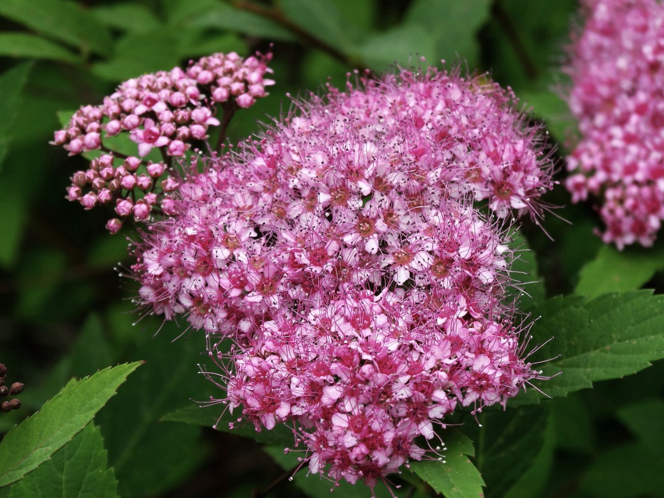 Image of Spiraea japonica specimen.