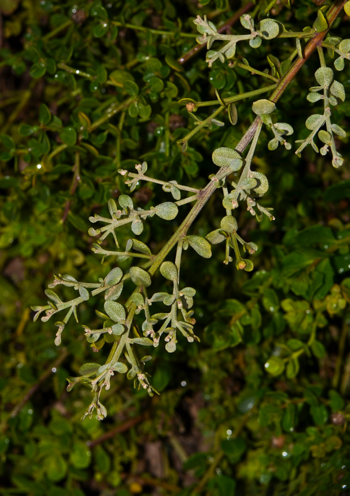 Image of Baccharis pilularis specimen.