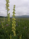 Aconitum barbatum