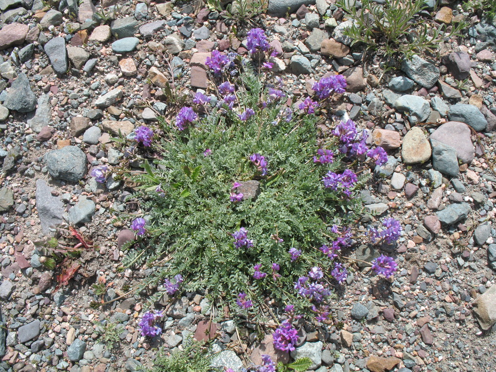 Изображение особи Oxytropis humifusa.