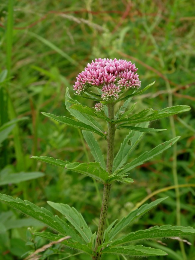 Image of Eupatorium lindleyanum specimen.