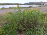 Tanacetum vulgare. Куртина цветущих растений. Кольский п-ов, Восточный Мурман, Дальние Зеленцы, берег оз. Промерное. 16.08.2016.