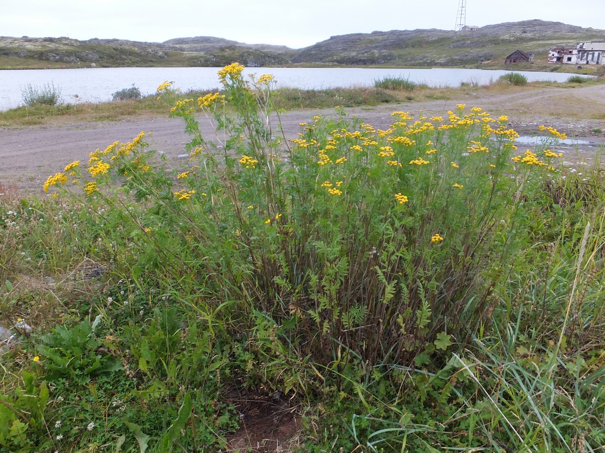 Изображение особи Tanacetum vulgare.