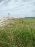 Stipa pulcherrima. Плодоносящее растение. Пензенская обл., Лунинский р-н, окр. с. Ферлюдинка, открытый склон к р. Шукша. 19 июня 2015 г.