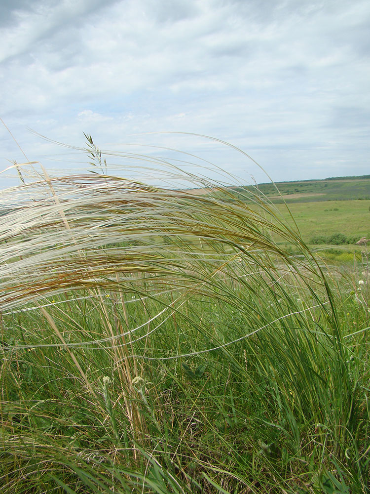 Image of Stipa pulcherrima specimen.