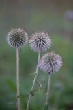 Echinops sphaerocephalus