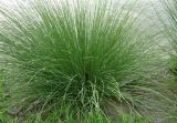 Juncus inflexus подвид brachytepalus. Цветущее растение. Казахстан, хр. Каратау, р. Икансу, 27.04.2006.