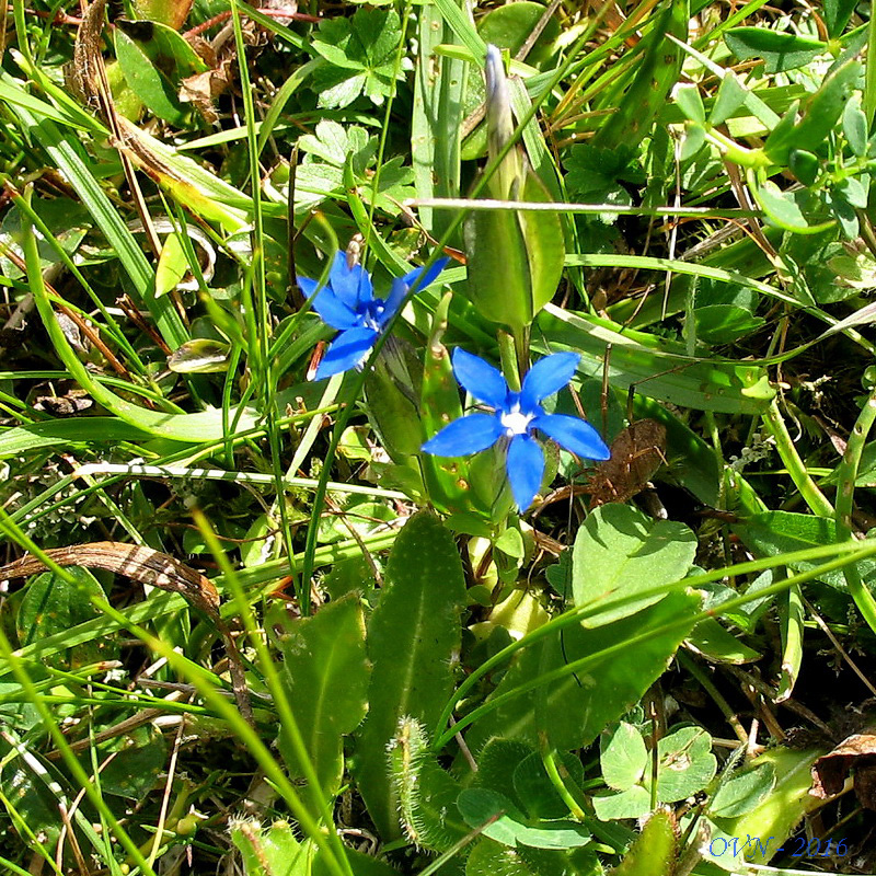 Изображение особи Gentiana utriculosa.