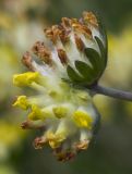 Anthyllis macrocephala