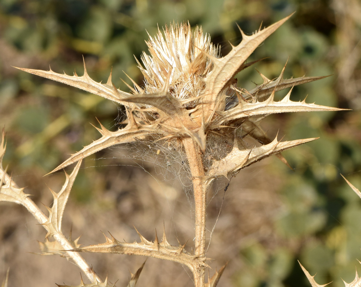 Изображение особи Carthamus &times; turkestanicus.