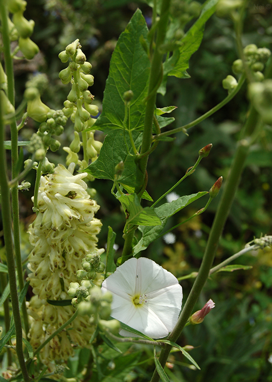 Изображение особи Convolvulus arvensis.