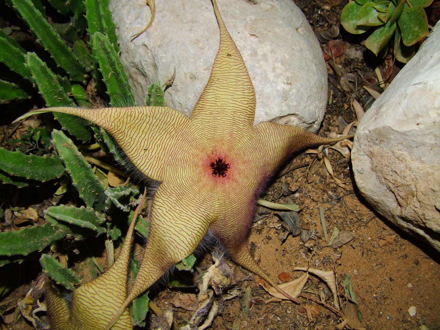 Изображение особи Stapelia gigantea.