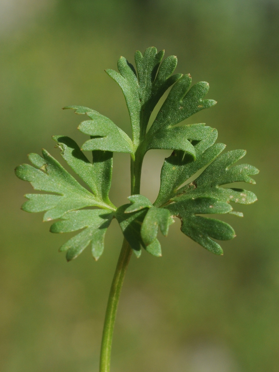 Изображение особи Anemone petiolulosa.