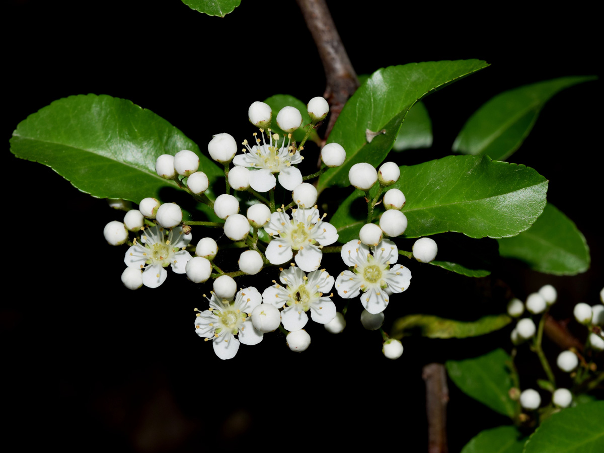 Image of Pyracantha coccinea specimen.