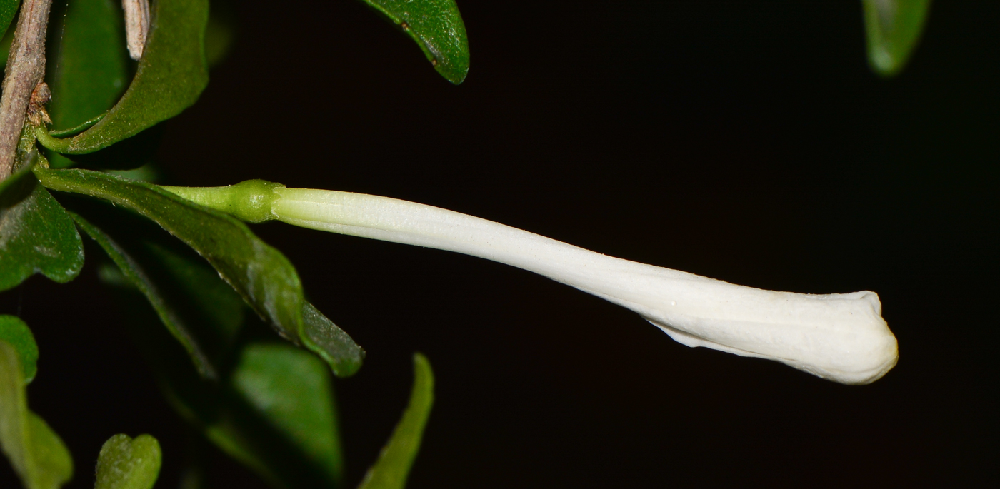 Изображение особи Turraea obtusifolia.