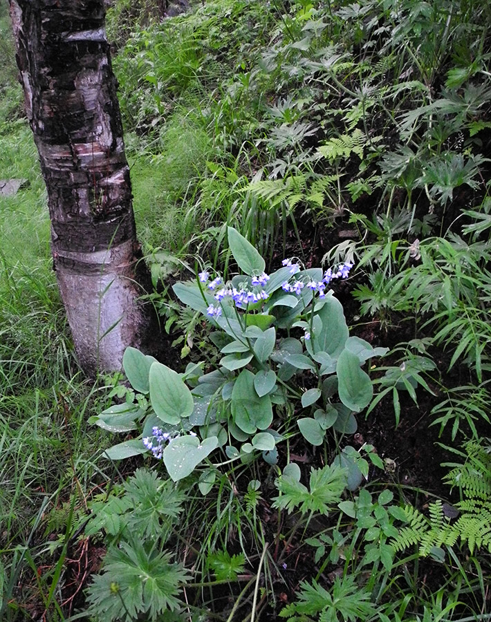 Image of Mertensia sibirica specimen.