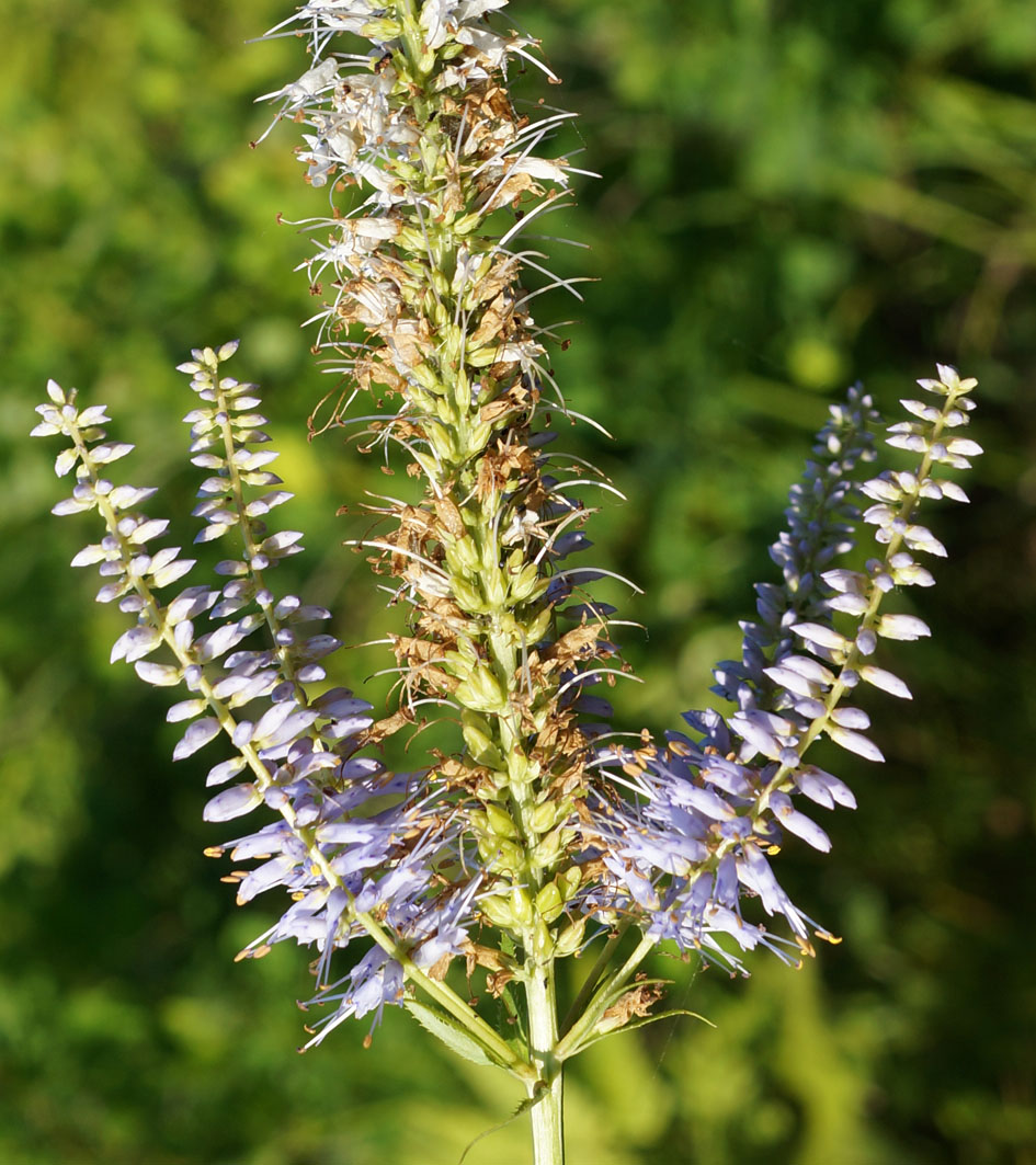 Изображение особи Veronicastrum sibiricum.