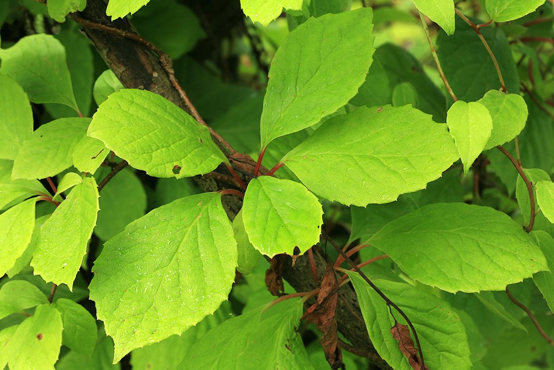 Изображение особи Schisandra chinensis.