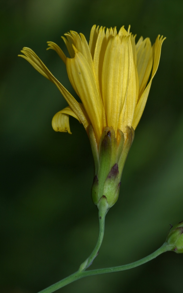 Изображение особи Hieracium hololeion.