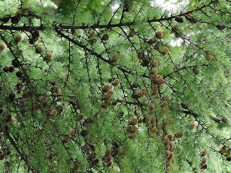 Image of Larix decidua specimen.