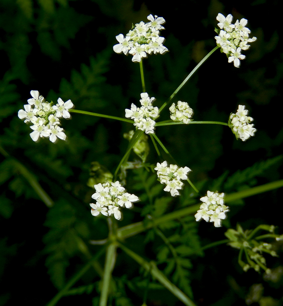 Изображение особи Anthriscus sylvestris.