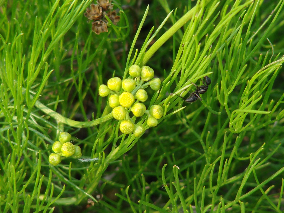 Изображение особи Filifolium sibiricum.