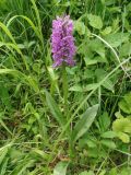 Dactylorhiza sibirica