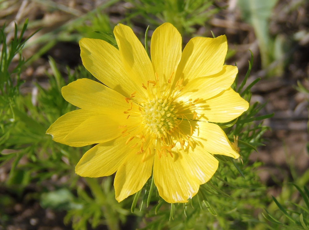 Image of Adonis vernalis specimen.