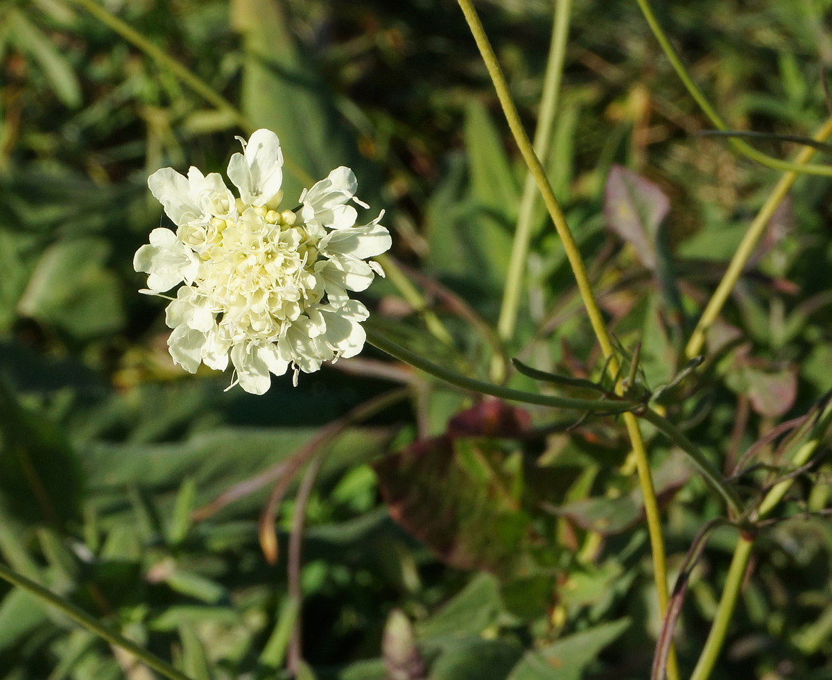 Изображение особи Scabiosa ochroleuca.