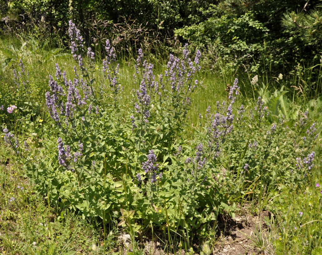 Image of Nepeta nuda specimen.