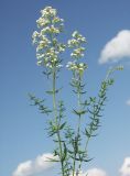 Galium boreale