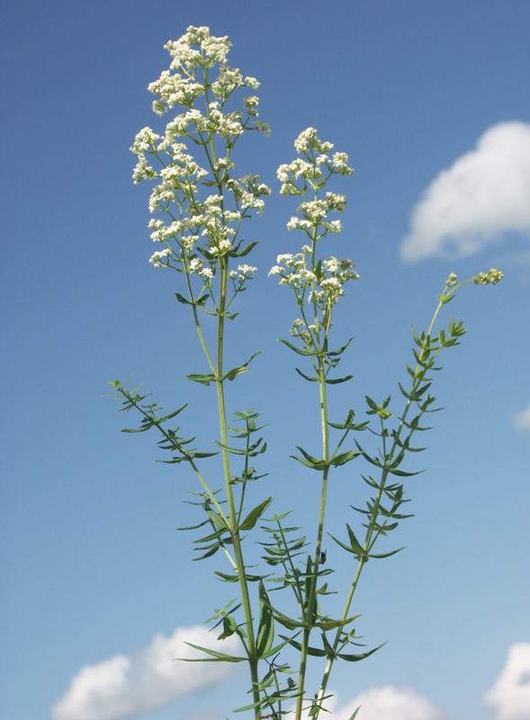 Изображение особи Galium boreale.