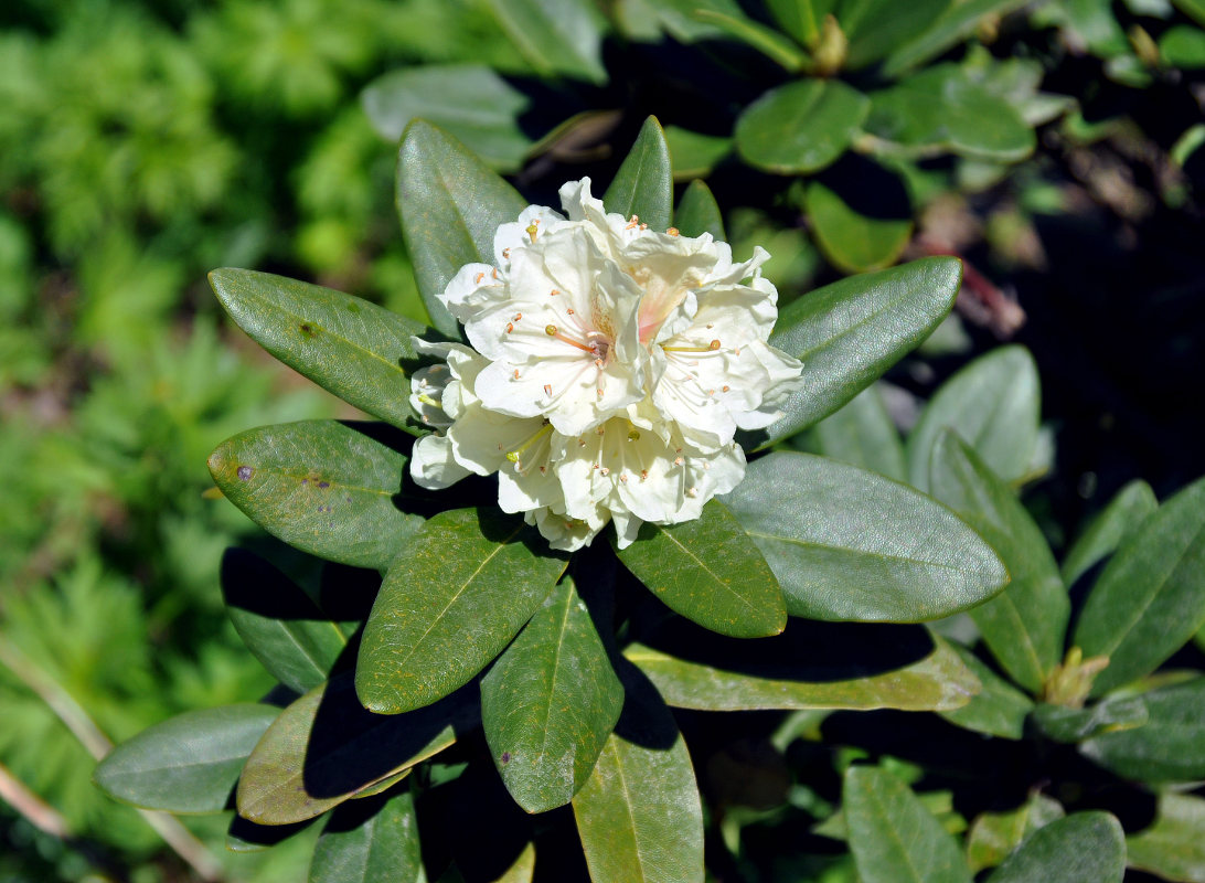 Image of Rhododendron caucasicum specimen.