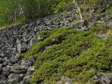 Juniperus sibirica. Вегетирующие растения на курумнике. Магаданская обл., окр. г. Магадан, бухта Нагаева, Морпортовская сопка. 10.06.2016.