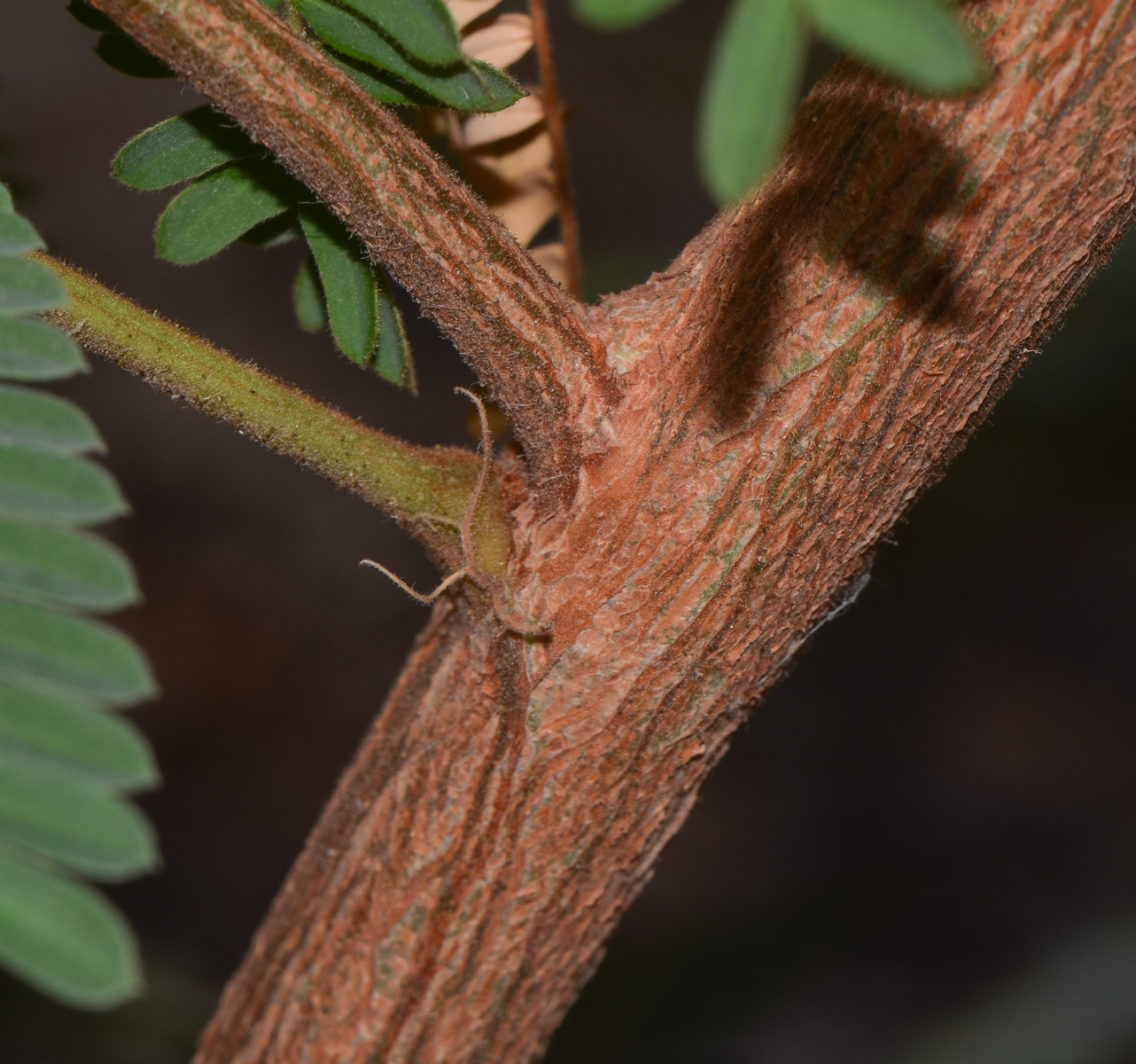 Image of Peltophorum africanum specimen.