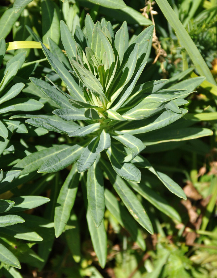 Изображение особи Euphorbia glaberrima.