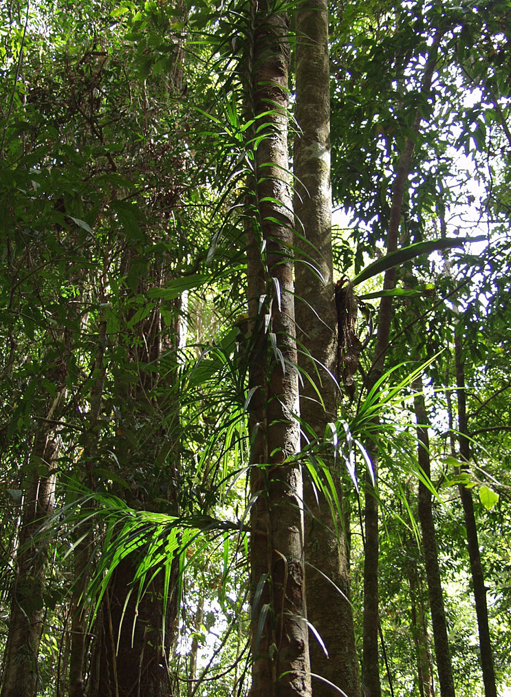 Image of Freycinetia excelsa specimen.